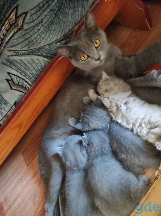 Британские котята, фотография 2