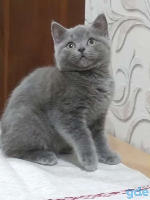 Очаровательный британский котенок  девочка, фотография 2