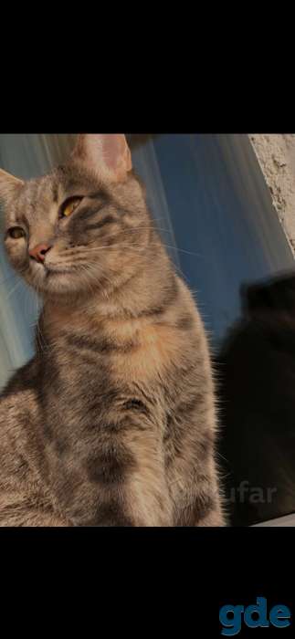 Кошка кот, фотография 3