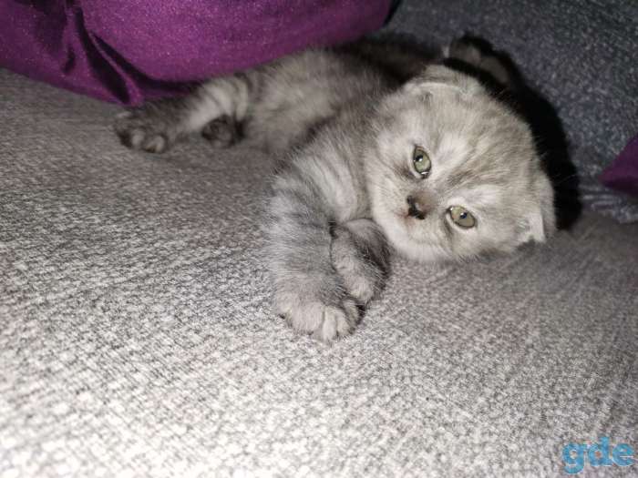 Шотландские котята, фотография 7