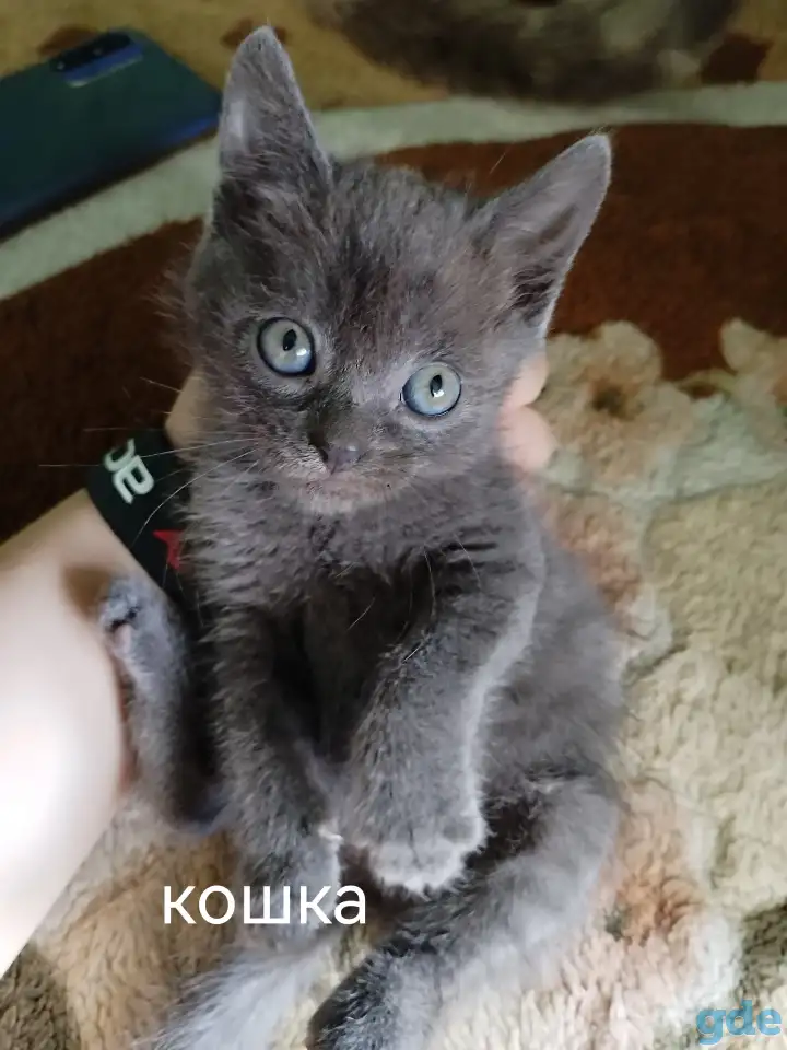 Котята, фотография 3