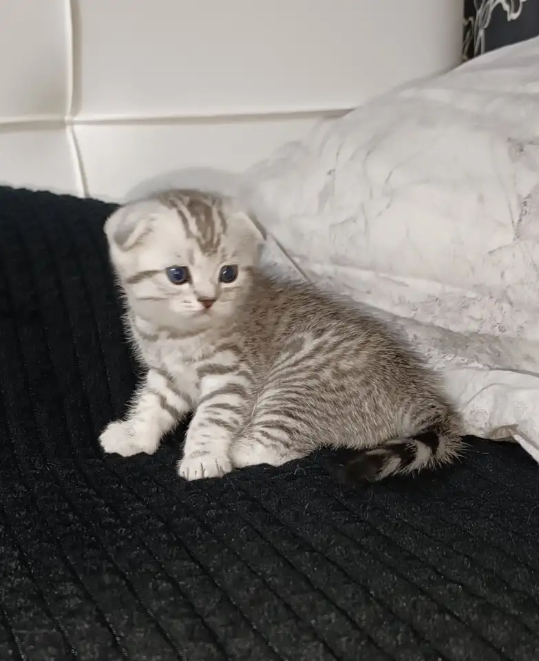 Шотландские котята, фотография 1