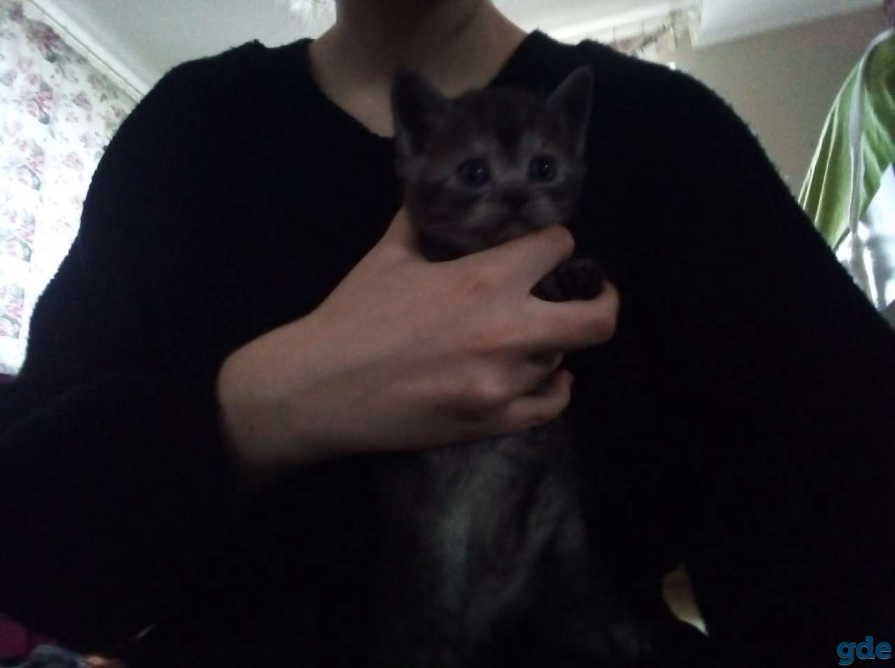 Продаются шотландские котята, фотография 2