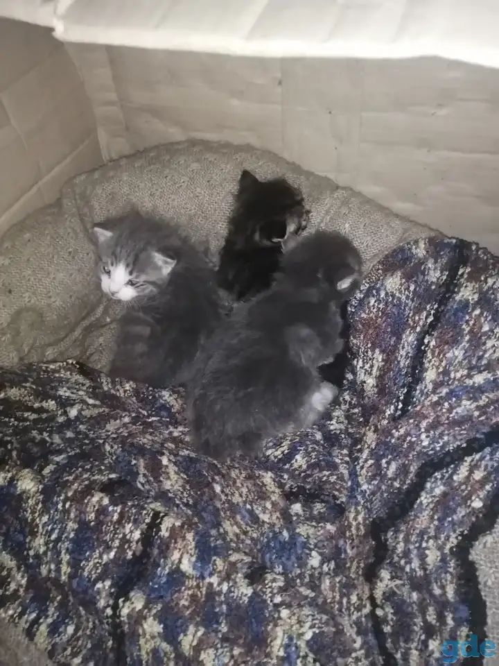 Котята ищут дом, фотография 1