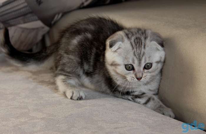 Британские короткошерстные котята, фотография 5