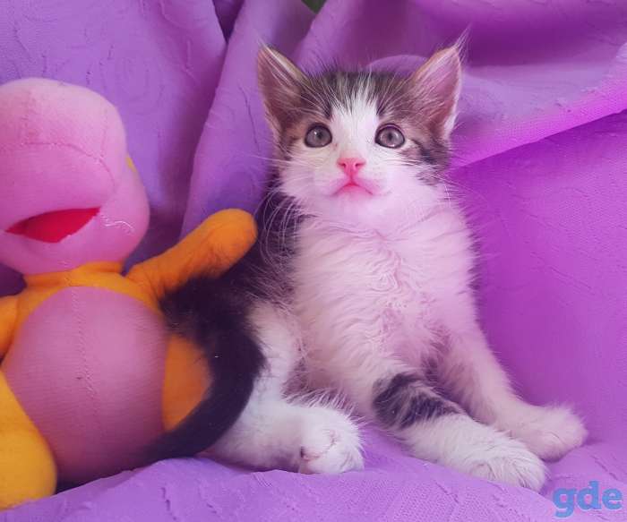 Котята бесплатно,коты., фотография 3