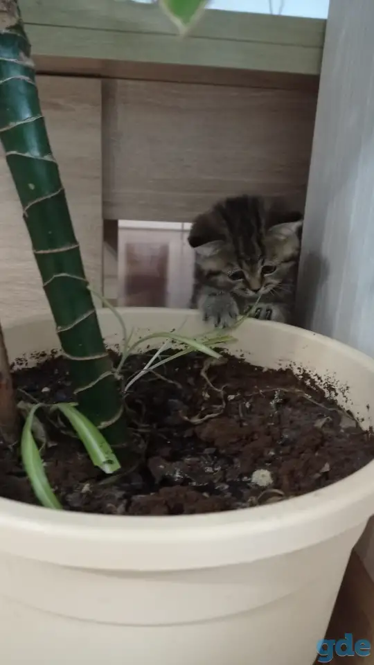 Котята британцы, фотография 5