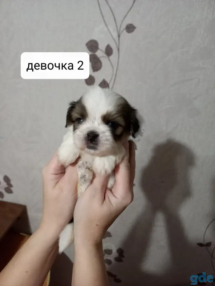 Продаются щенки ши тцу, фотография 6