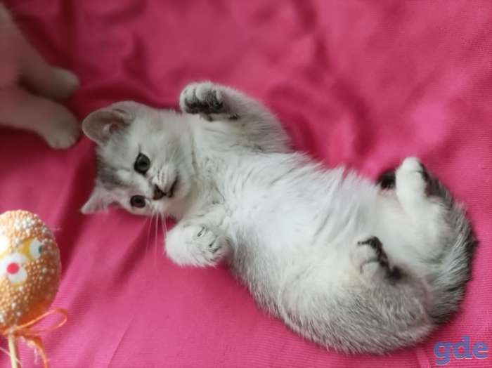 Чистокровные шотландские короткошерстные котята, фотография 6