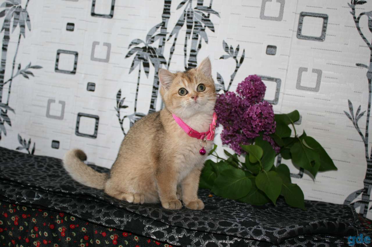 котята британские, фотография 5