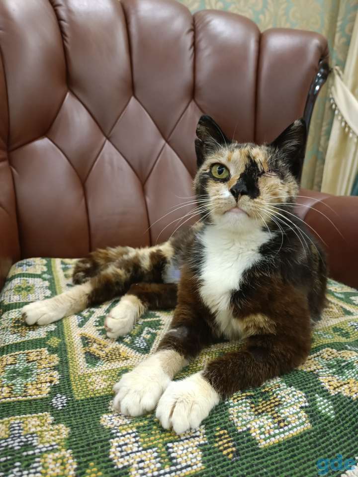 Кошка в дар, фотография 5