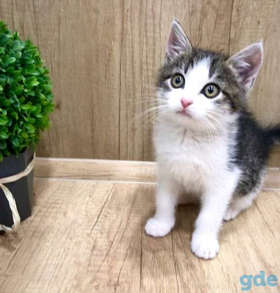 Котенок ищет дом, фотография 1