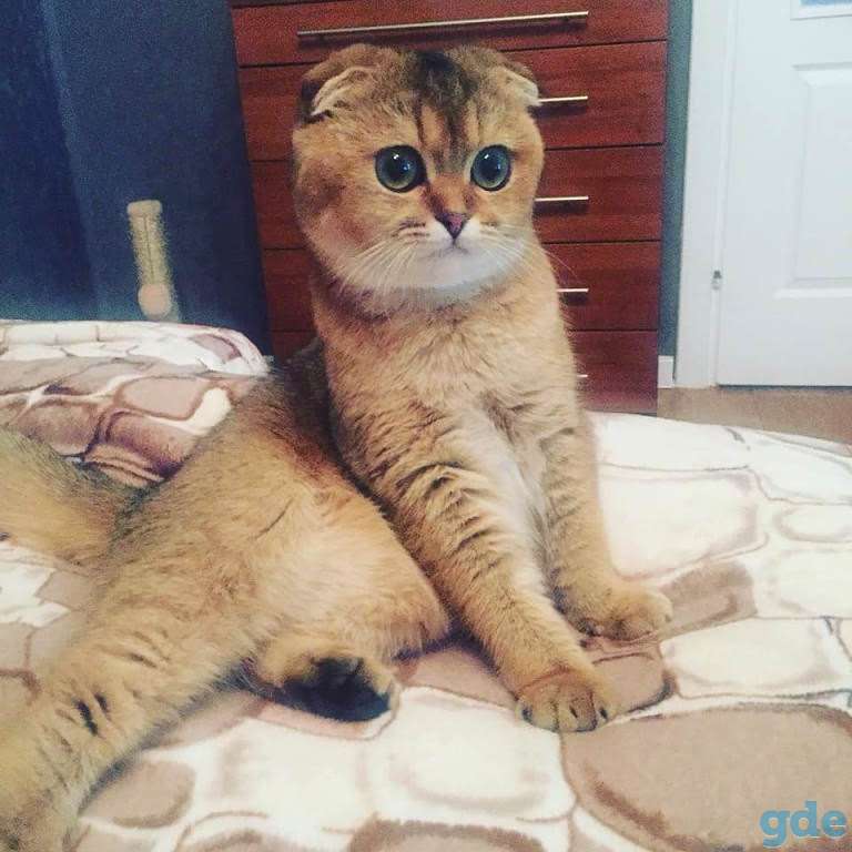 Шотландские котята, фотография 1