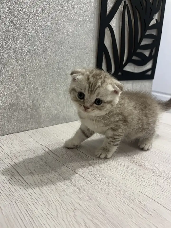Шотландские котята, фотография 5