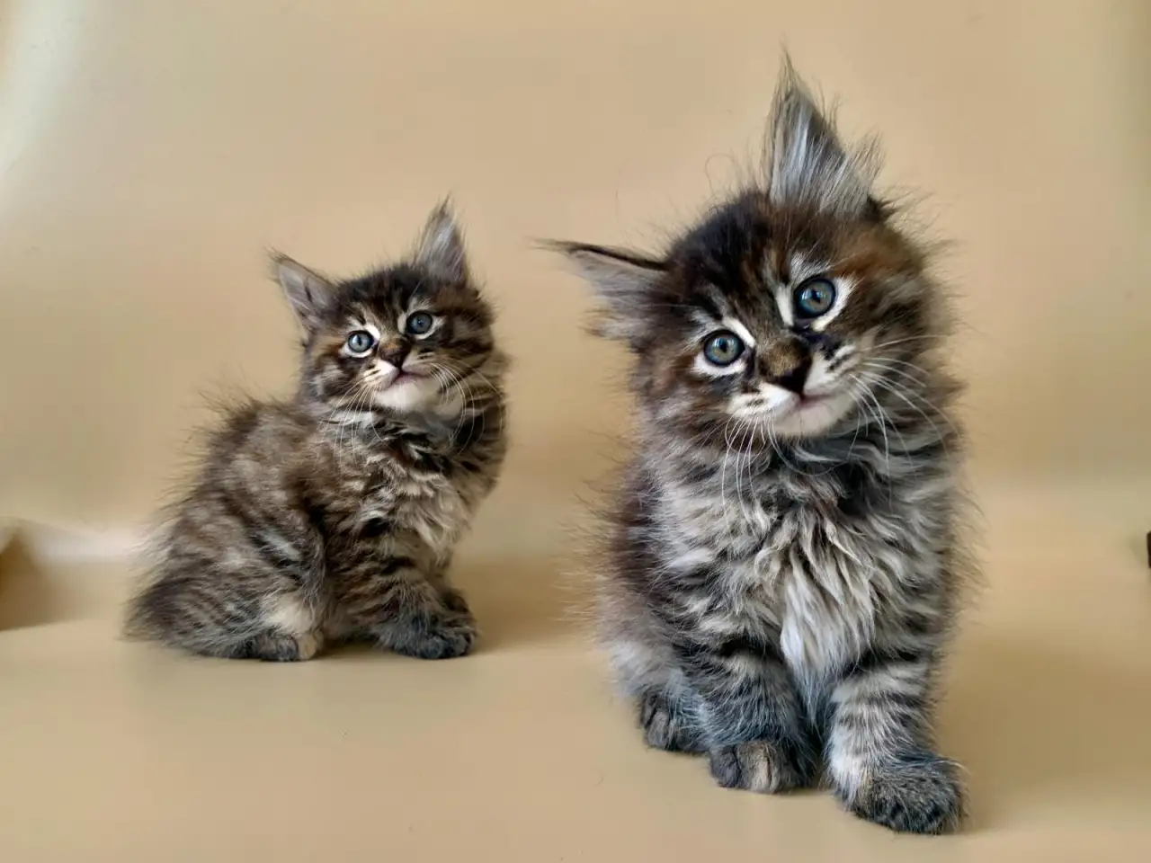 Котенок курильский бобтейл с родословной, фотография 2