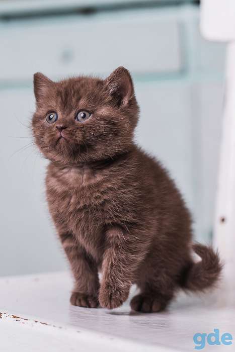 Британский  котенок  из питомника, фотография 1