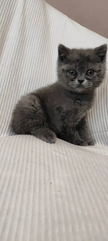 Продаю шотландских котят, фотография 1