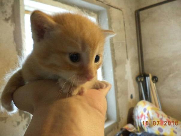 Отдаются котята в хорошие руки! , фотография 4
