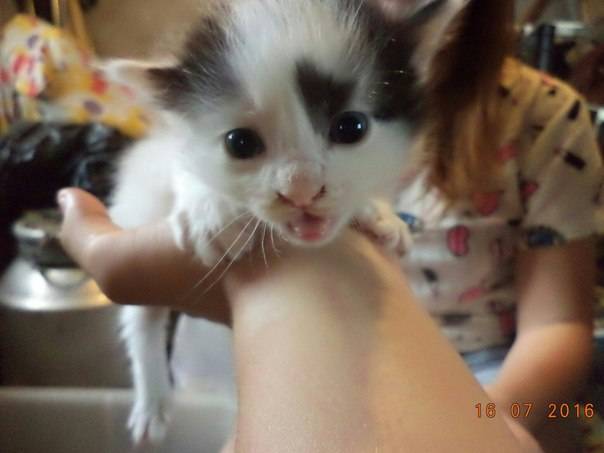 Отдаются котята в хорошие руки! , фотография 5