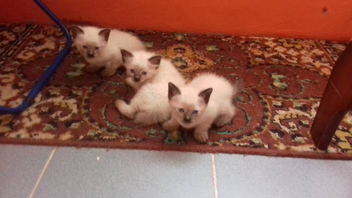 сиамские котята, фотография 1