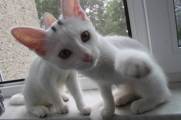 Отдам котят в хорошие руки, фотография 2