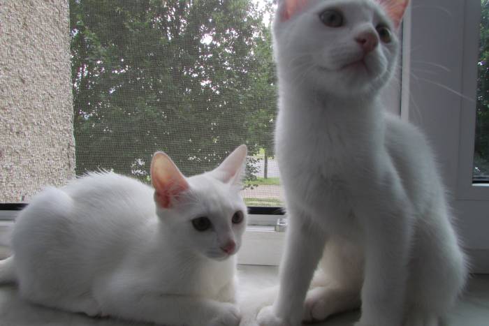 Отдам котят в хорошие руки, фотография 5