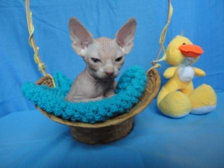 замечательный котик, фотография 3