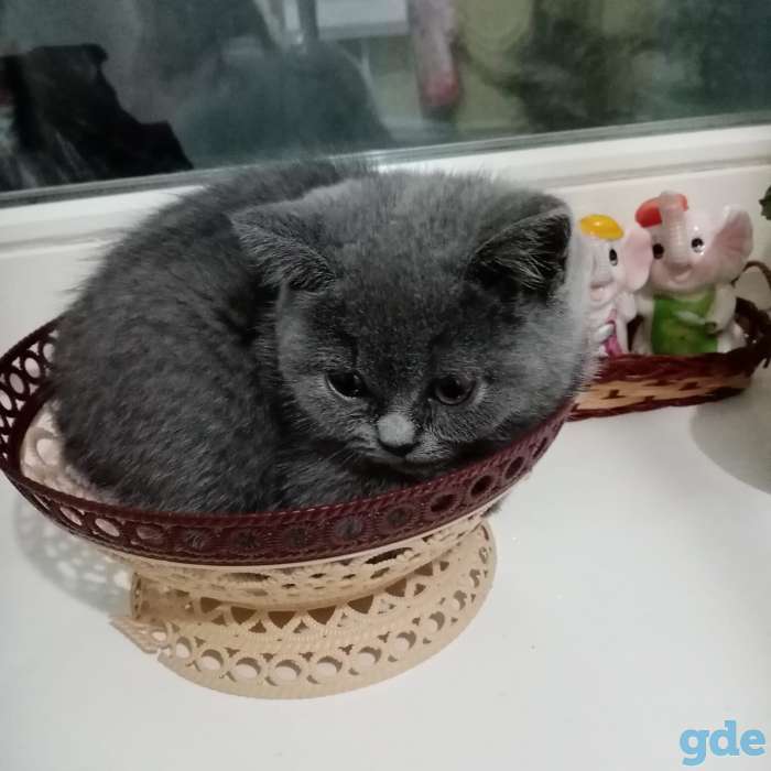 Продаю котят шотландской породы, фотография 9