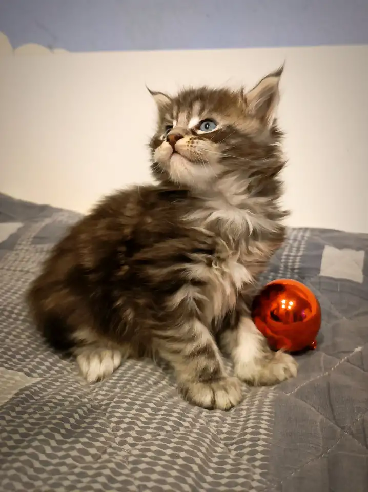 Котята Мейн-кун, фотография 1