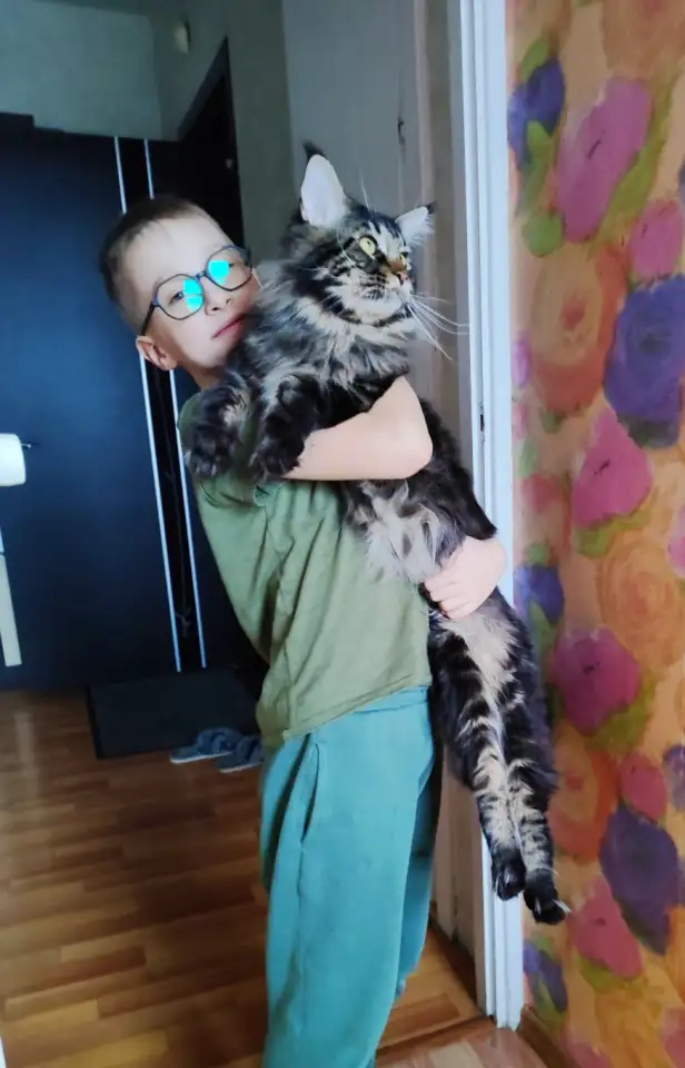 Котята Мейн-кун, фотография 10