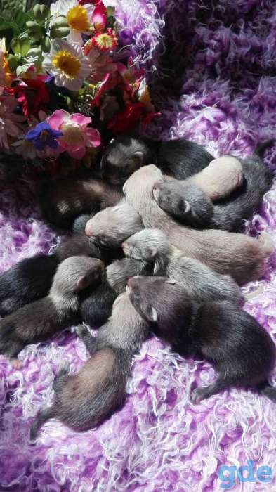 Продаются щенки хорька., фотография 5