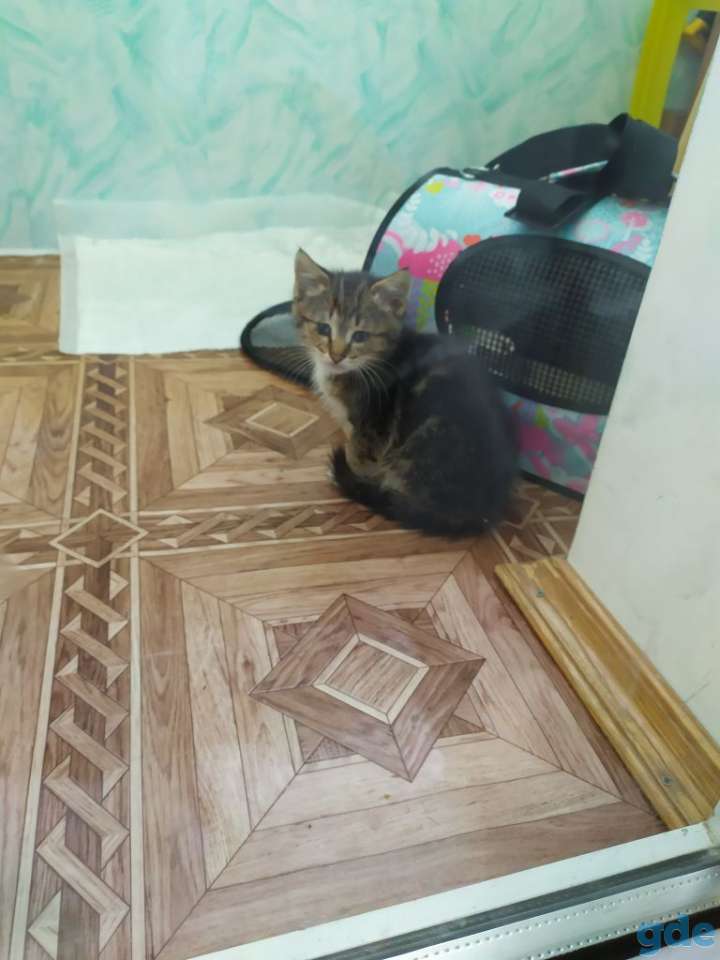 Котенка в добрые руки, фотография 1