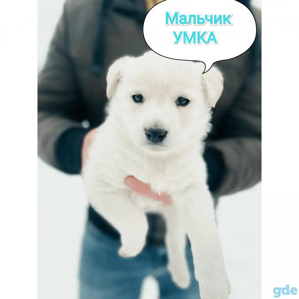 Щенки в добрые руки, фотография 1