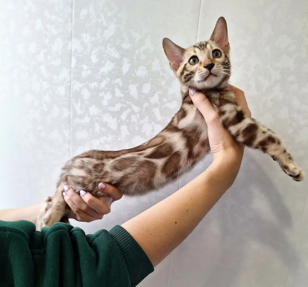 Бенгальские котята редкого окраса, фотография 2