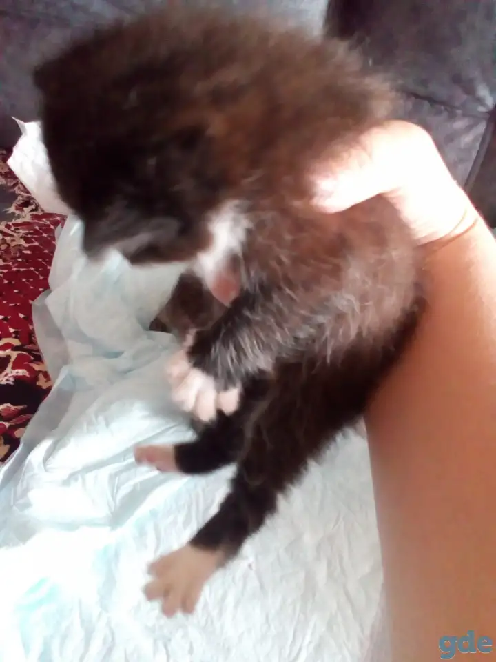 Маленькие котята ищут дом, фотография 3