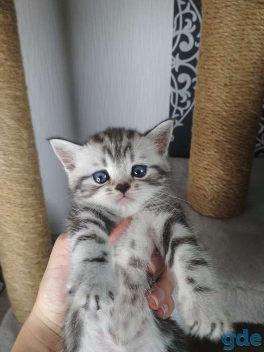 Шотландские котята, фотография 1
