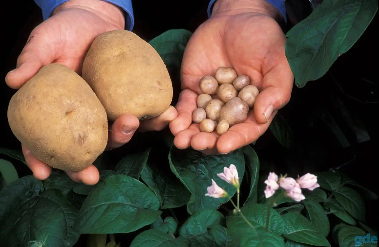 продам овощи, фотография 1