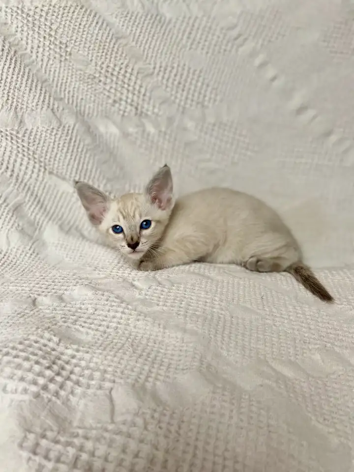 Котята породы петерболд, фотография 4