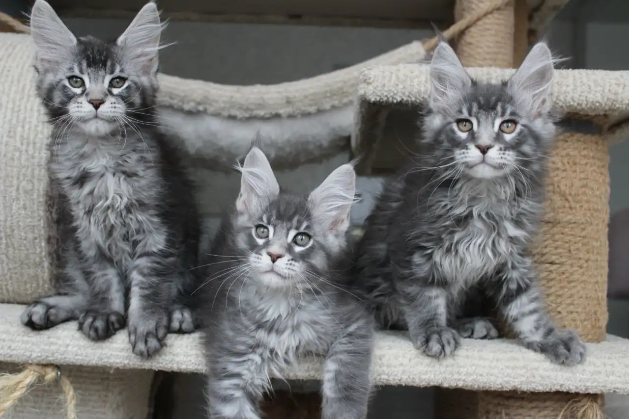 Котята мейн кун ждут Вас!, фотография 7