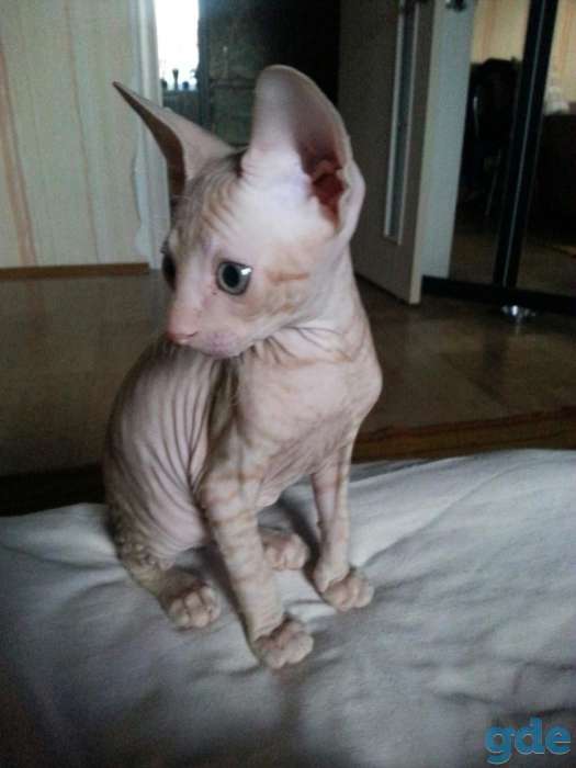 Котёнок сфинкса, фотография 1