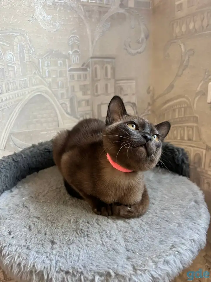 Котята европейской бурмы, фотография 5