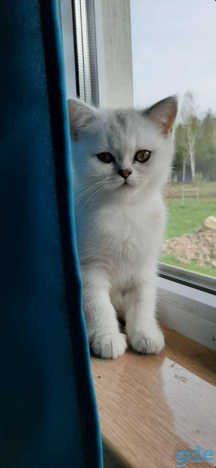 Котята, фотография 3