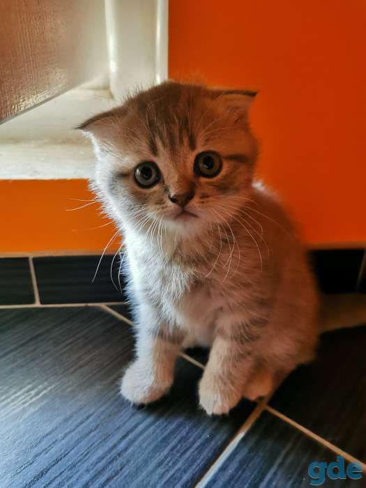 Шотландский вислоухий мальчик 1.5мес, фотография 2