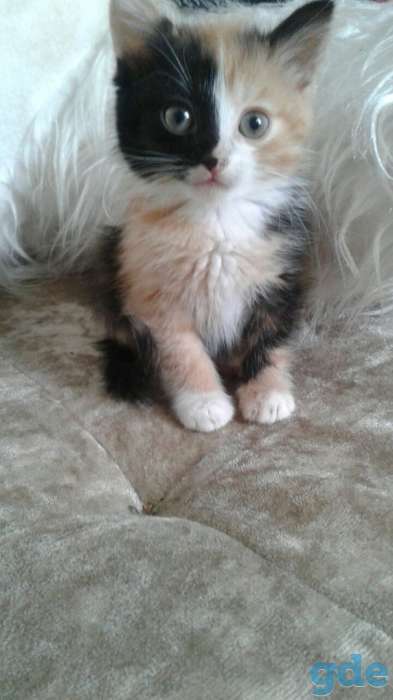 Котёнок, фотография 1