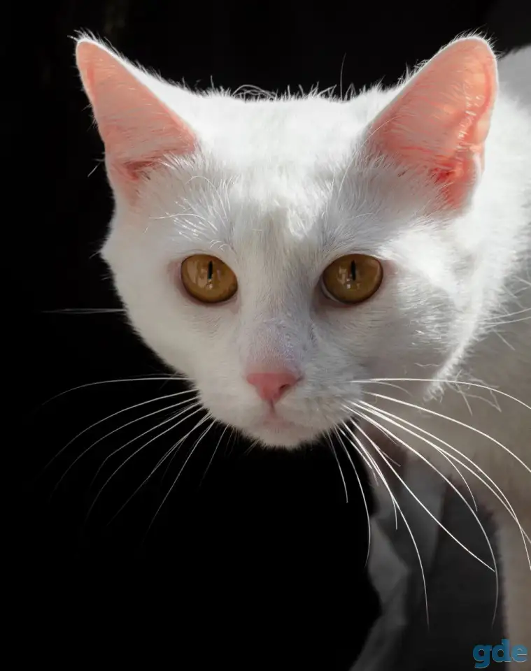 Котик в дар, фотография 5