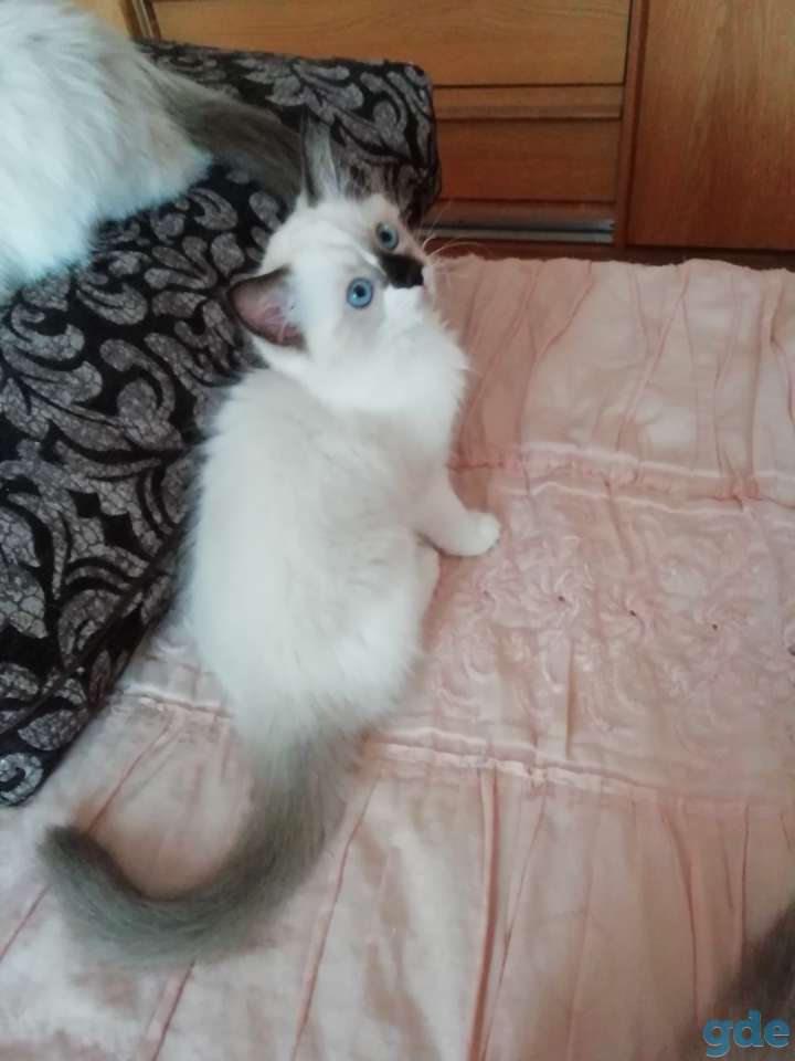 Котёнок Рэгдолл в любящую семью, фотография 1