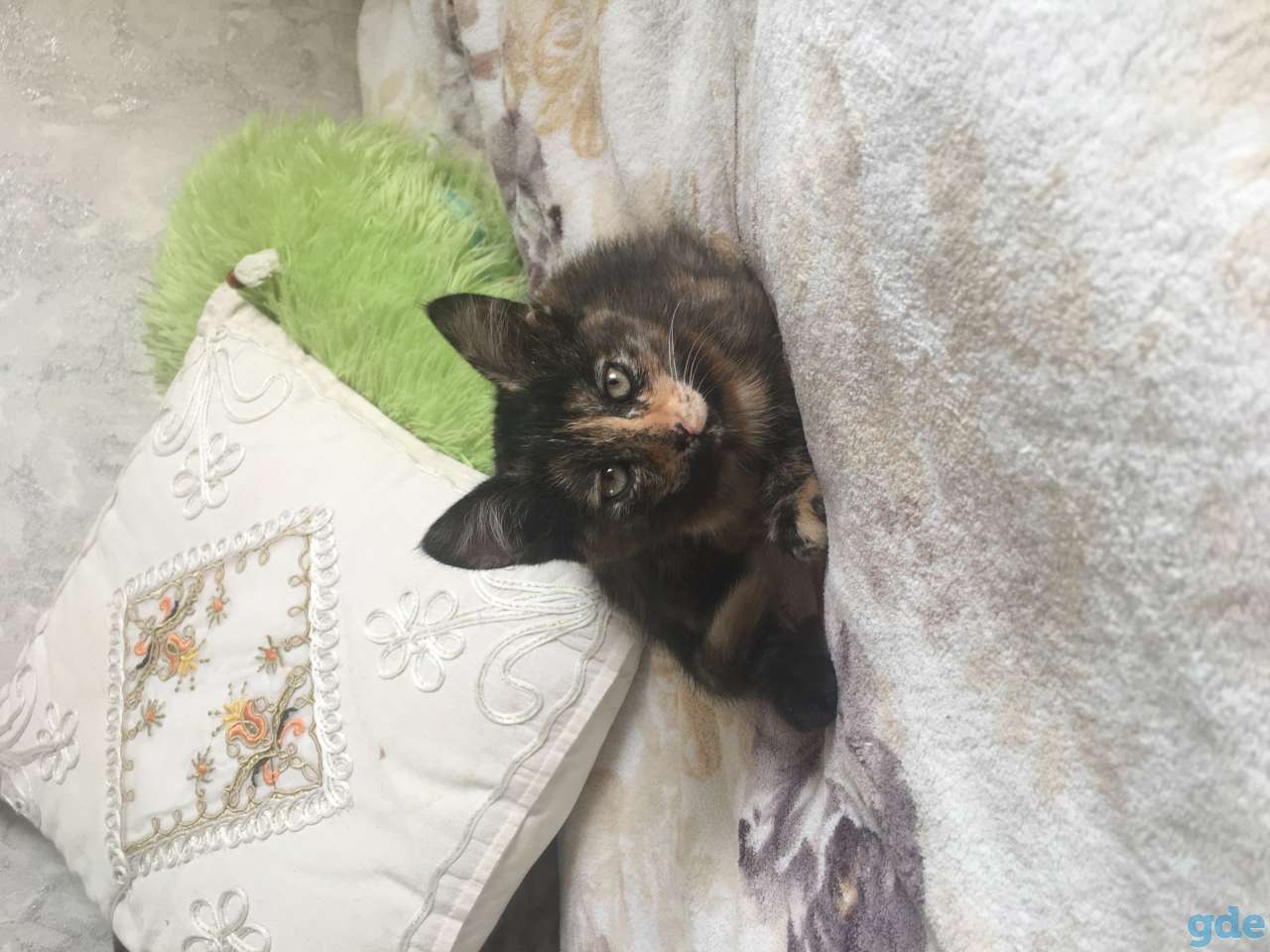 Котята, фотография 6