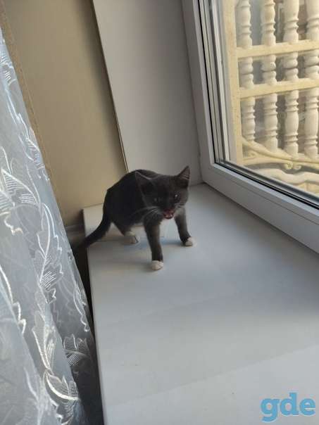 Котенок ищет дом или передержку срочно, фотография 2