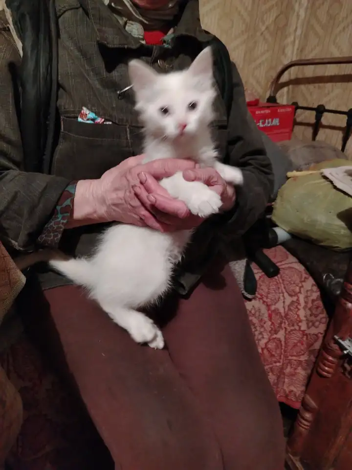 Отдам котят, фотография 3