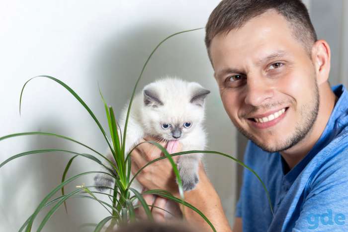 Британские котята СКИДКА 60% (питомник), фотография 1